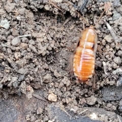 Blattidae sp. (family) at Coree, ACT - 21 Jun 2022