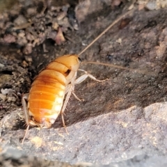 Blattidae sp. (family) at Coree, ACT - 21 Jun 2022