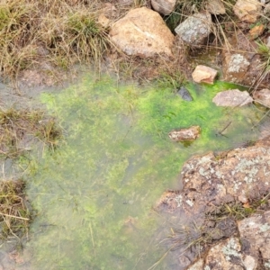 Zygnemaceae (family) at Coree, ACT - 21 Jun 2022