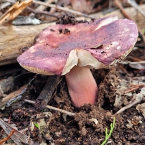 Russula 'purpureoflava group' at Coree, ACT - 21 Jun 2022