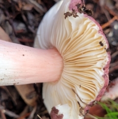 Russula 'purpureoflava group' at Coree, ACT - 21 Jun 2022