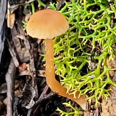 Mycena sp. at Coree, ACT - 21 Jun 2022 by trevorpreston