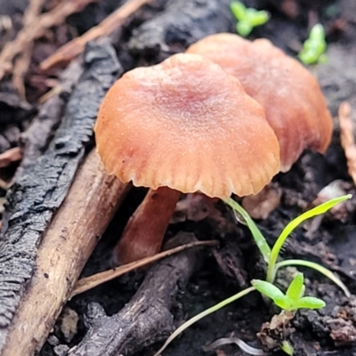 Laccaria sp. (Laccaria) at Coree, ACT - 21 Jun 2022 by trevorpreston