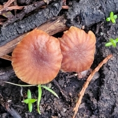 Laccaria sp. at Coree, ACT - 21 Jun 2022