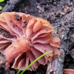 Laccaria sp. at Coree, ACT - 21 Jun 2022