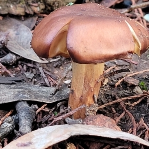 Cortinarius sp. at Coree, ACT - 21 Jun 2022 03:55 PM