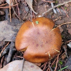 Cortinarius sp. at Coree, ACT - 21 Jun 2022 03:55 PM