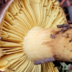 Cortinarius sp. at Coree, ACT - 21 Jun 2022 03:55 PM