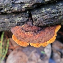 Unidentified Pored or somewhat maze-like on underside [bracket polypores] at Coree, ACT - 21 Jun 2022 by trevorpreston