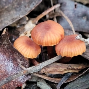 Laccaria sp. at Coree, ACT - 21 Jun 2022