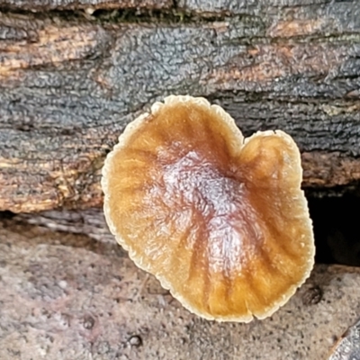 Unidentified Cap on a stem; gills below cap [mushrooms or mushroom-like] at Coree, ACT - 21 Jun 2022 by trevorpreston