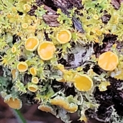 Teloschistes sp. (genus) (A lichen) at Coree, ACT - 21 Jun 2022 by trevorpreston