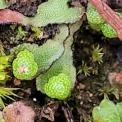 Asterella drummondii at Coree, ACT - 21 Jun 2022