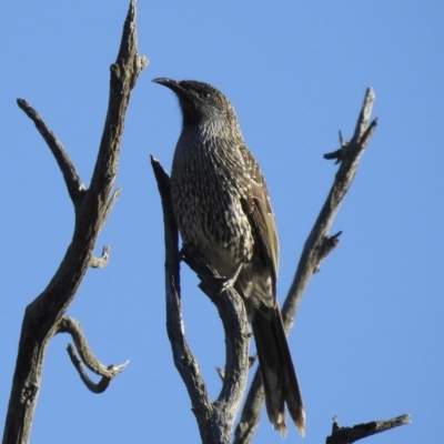 Anthochaera chrysoptera (Little Wattlebird) at Narooma, NSW - 11 Jun 2022 by GlossyGal