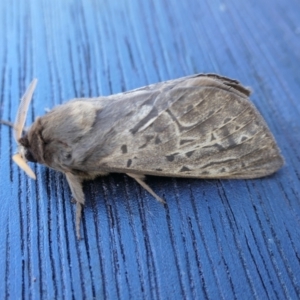 Oxycanus unidentified species near silvanus at Yass River, NSW - 5 May 2022