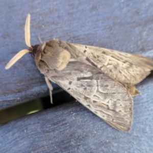 Oxycanus unidentified species near silvanus at Yass River, NSW - 5 May 2022