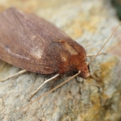 Fisera undescribed species nr belidearia at Yass River, NSW - 21 Jun 2022