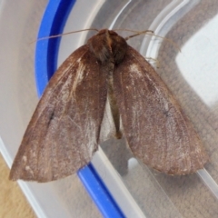 Fisera undescribed species nr belidearia at Yass River, NSW - 21 Jun 2022