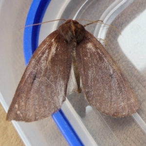 Fisera undescribed species nr belidearia at Yass River, NSW - 21 Jun 2022