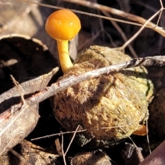 Protostropharia semiglobata (Dung Roundhead) at O'Connor, ACT - 22 Jun 2022 by trevorpreston