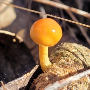 Protostropharia semiglobata at O'Connor, ACT - 22 Jun 2022 11:45 AM