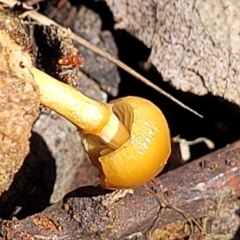 Protostropharia semiglobata at O'Connor, ACT - 22 Jun 2022 11:45 AM