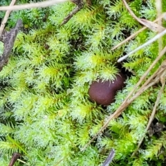 Bartramiaceae at O'Connor, ACT - 22 Jun 2022 by trevorpreston