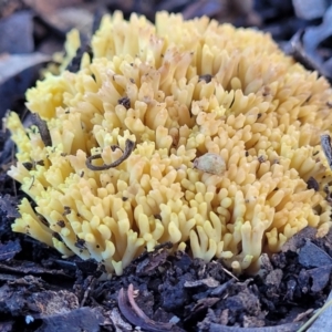 Ramaria sp. at Lyneham, ACT - 22 Jun 2022