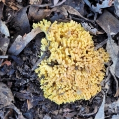 Ramaria sp. at Lyneham, ACT - 22 Jun 2022