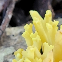 Ramaria sp. at Lyneham, ACT - 22 Jun 2022