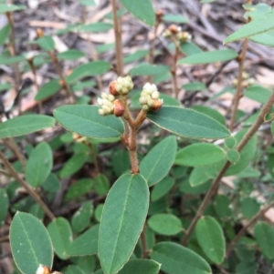 Pomaderris andromedifolia subsp. andromedifolia at Lower Boro, NSW - 13 Jun 2022 11:44 AM