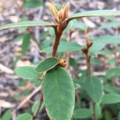 Pomaderris andromedifolia subsp. andromedifolia at Lower Boro, NSW - 13 Jun 2022 11:44 AM