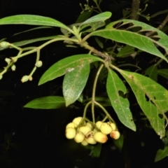 Psychotria loniceroides (Hairy Psychotria) at Kianga, NSW - 22 Jun 2022 by plants