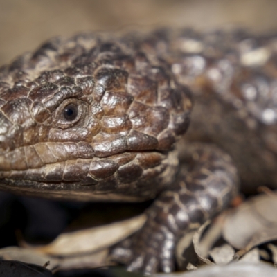 Tiliqua rugosa (Shingleback Lizard) at Broadway TSR - 19 Jun 2022 by trevsci