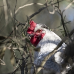 Gallus gallus (Red Junglefowl (Domestic)) at Broadway TSR - 19 Jun 2022 by trevsci