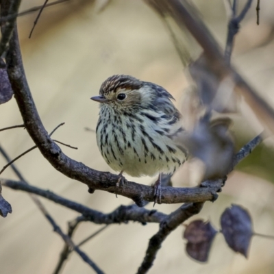 Pyrrholaemus sagittatus (Speckled Warbler) at Broadway, NSW - 19 Jun 2022 by trevsci