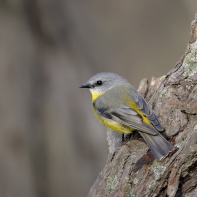 Eopsaltria australis (Eastern Yellow Robin) at Broadway TSR N.S.W. - 19 Jun 2022 by trevsci