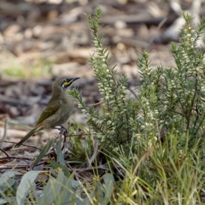 Caligavis chrysops (Yellow-faced Honeyeater) at Broadway, NSW - 19 Jun 2022 by trevsci