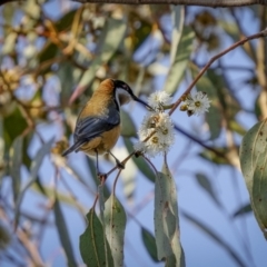 Acanthorhynchus tenuirostris (Eastern Spinebill) at Broadway TSR N.S.W. - 19 Jun 2022 by trevsci