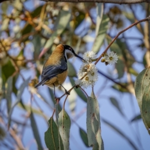 Acanthorhynchus tenuirostris at Broadway, NSW - 19 Jun 2022