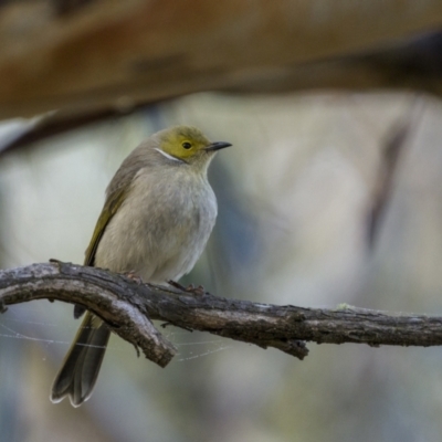 Ptilotula penicillata (White-plumed Honeyeater) at Dalton, NSW - 19 Jun 2022 by trevsci