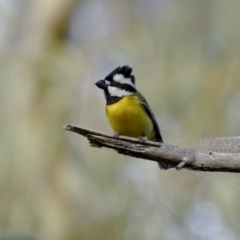 Falcunculus frontatus (Eastern Shrike-tit) at Dalton, NSW - 18 Jun 2022 by trevsci