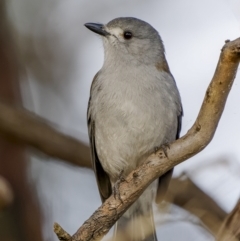 Colluricincla harmonica (Grey Shrikethrush) at Dalton, NSW - 19 Jun 2022 by trevsci