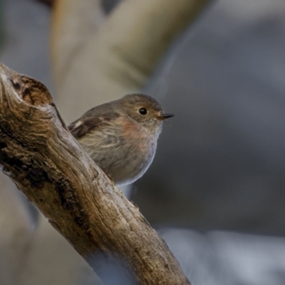 Petroica rosea (Rose Robin) at Dalton, NSW - 19 Jun 2022 by trevsci