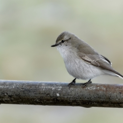 Microeca fascinans (Jacky Winter) at Dalton, NSW - 19 Jun 2022 by trevsci