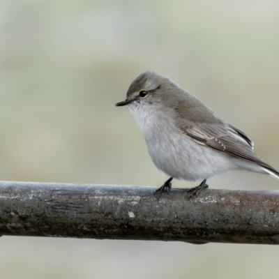 Microeca fascinans (Jacky Winter) at Dalton, NSW - 18 Jun 2022 by trevsci