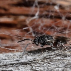 Chalcididae (family) (Unidentified chalcid wasp) at Bruce, ACT - 22 Jun 2022 by Roger