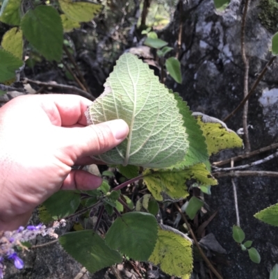 Plectranthus graveolens (Bush Basil) at Killiekrankie, NSW - 21 Jun 2022 by BrianH