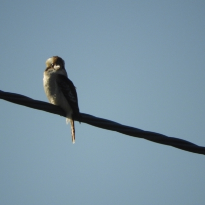 Dacelo novaeguineae (Laughing Kookaburra) at Murrumbateman, NSW - 18 Jun 2022 by SimoneC