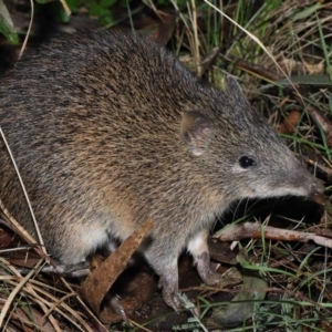 Isoodon obesulus obesulus at Paddys River, ACT - 22 Jun 2022